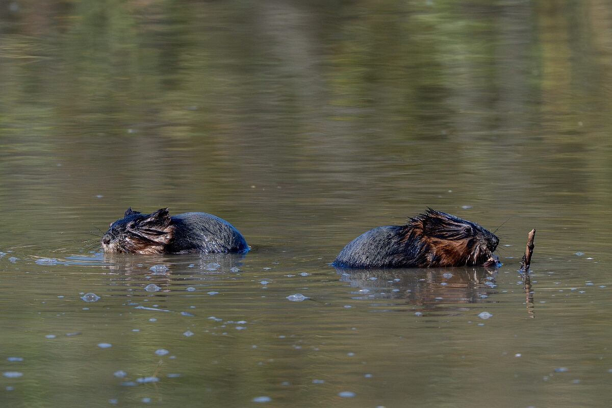David Plant Photography - Wildlife Photography - Muskrat - K.jpg - Muskrat -  Burnt Land Provincial Park, Ontario