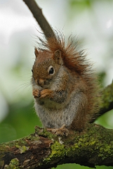 David Plant Photography - Wildlife Photographer - American red squirrel - A