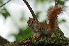 David Plant Photography - Wildlife Photographer - American red squirrel - B
