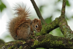 David Plant Photography - Wildlife Photographer - American red squirrel - C