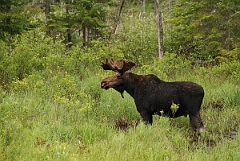 David Plant Photography - Wildlife Photographer - Moose - A