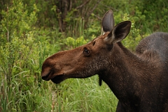 David Plant Photography - Wildlife Photographer - Moose - B