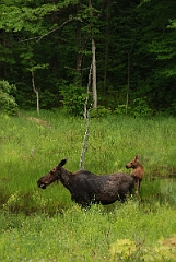 David Plant Photography - Wildlife Photographer - Moose - C