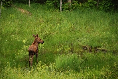 David Plant Photography - Wildlife Photographer - Moose - D