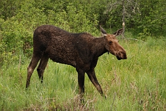 David Plant Photography - Wildlife Photographer - Moose - E
