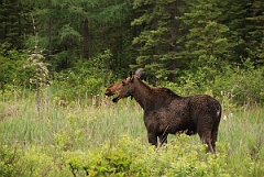 David Plant Photography - Wildlife Photographer - Moose - F
