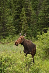 David Plant Photography - Wildlife Photographer - Moose - G