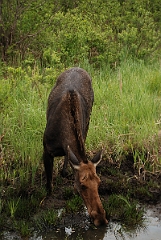David Plant Photography - Wildlife Photographer - Moose - H