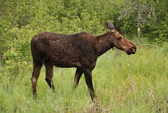 David Plant Photography - Wildlife Photographer - Moose - I
