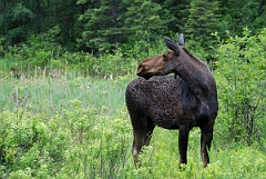 David Plant Photography - Wildlife Photographer - Moose - J