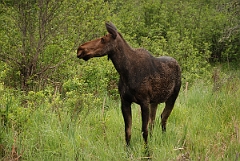 David Plant Photography - Wildlife Photographer - Moose - K
