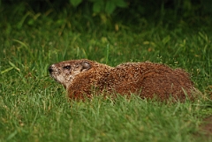 David Plant Photography - Wildlife Photographer - Woodchuck - A