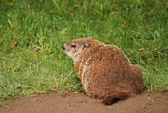 David Plant Photography - Wildlife Photographer - Woodchuck - B