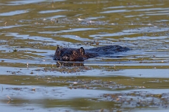 David Plant Photography - Wildlife Photography - American beaver - B
