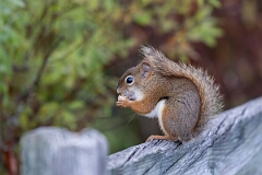 David Plant Photography - Wildlife Photography - American red squirrel - D