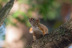 David Plant Photography - Wildlife Photography - American red squirrel - I