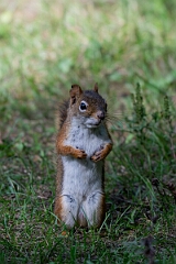 David Plant Photography - Wildlife Photography - American red squirrel - J