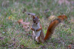 David Plant Photography - Wildlife Photography - American red squirrel - K