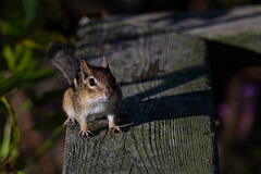 David Plant Photography - Wildlife Photography - Eastern chipmunk - A