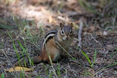 David Plant Photography - Wildlife Photography - Eastern chipmunk - C