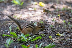 David Plant Photography - Wildlife Photography - Eastern chipmunk - D