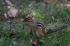 David Plant Photography - Wildlife Photography - Eastern chipmunk - E