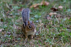 David Plant Photography - Wildlife Photography - Eastern chipmunk - F