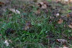 David Plant Photography - Wildlife Photography - Eastern chipmunk - G