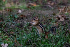 David Plant Photography - Wildlife Photography - Eastern chipmunk - H