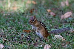 David Plant Photography - Wildlife Photography - Eastern chipmunk - I
