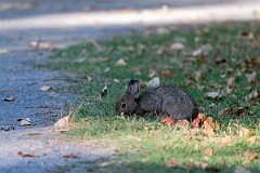 David Plant Photography - Wildlife Photography - Eastern cottontail - A