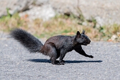 David Plant Photography - Wildlife Photography - Eastern grey squirrel - A