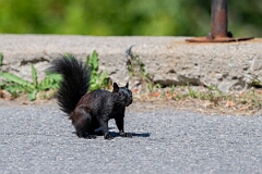 David Plant Photography - Wildlife Photography - Eastern grey squirrel - C