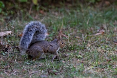 David Plant Photography - Wildlife Photography - Eastern grey squirrel - D