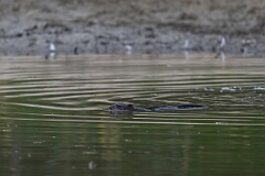 David Plant Photography - Wildlife Photography - Muskrat - A