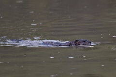 David Plant Photography - Wildlife Photography - Muskrat - C