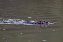 David Plant Photography - Wildlife Photography - Muskrat - D