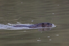 David Plant Photography - Wildlife Photography - Muskrat - E