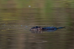 David Plant Photography - Wildlife Photography - Muskrat - H