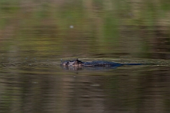 David Plant Photography - Wildlife Photography - Muskrat - I