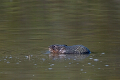 David Plant Photography - Wildlife Photography - Muskrat - J