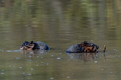 David Plant Photography - Wildlife Photography - Muskrat - K