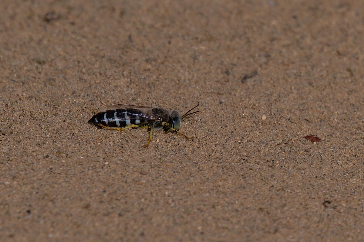David Plant Photography - Wildlife Photography - American sand wasp, Bembix americana - A.jpg - American sand wasp, Bembix americana - Burnt Land Provincial Park, Ontario