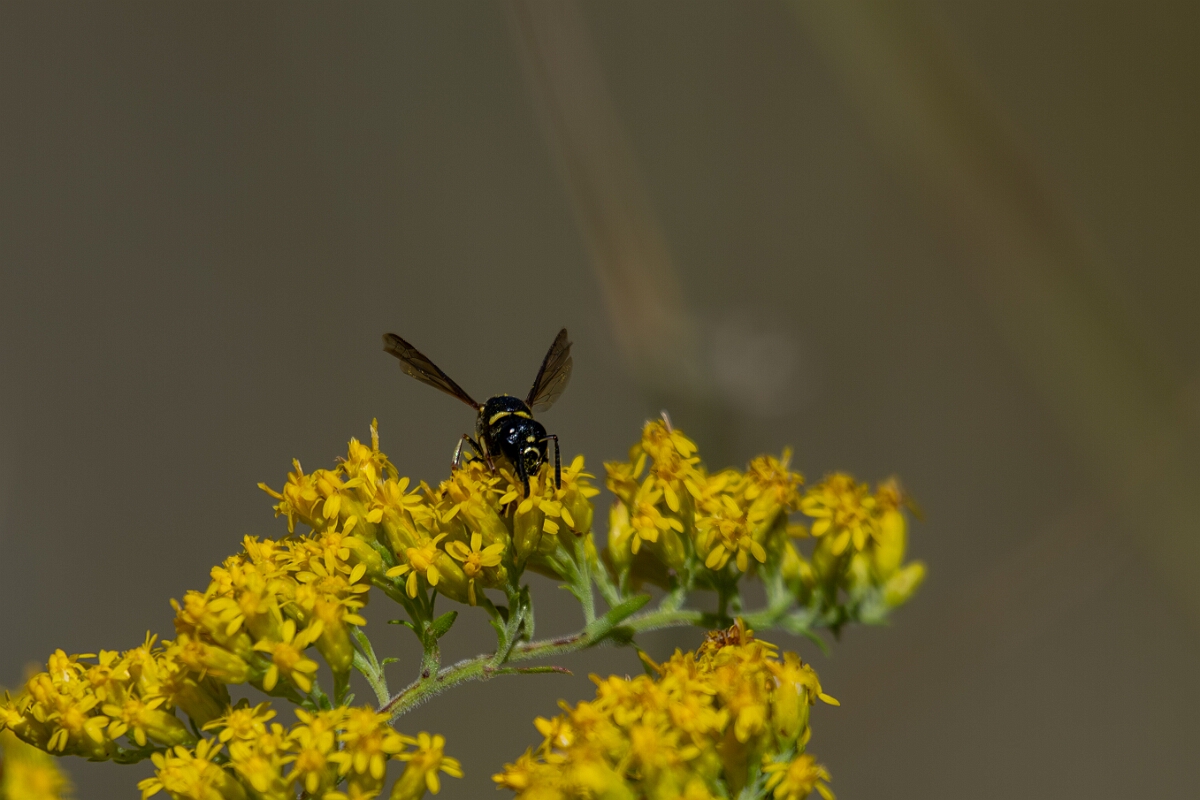 David Plant Photography - Wildlife Photography - Ancistrocerus capra - A.jpg - Ancistrocerus capra - Bruce Pit, Stony Swamp, Ontario