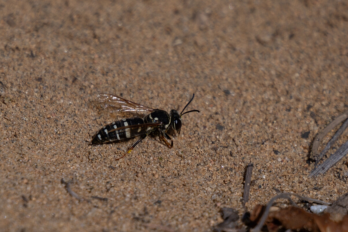 David Plant Photography - Wildlife Photography - Bicyrtes ventralis - A.jpg - Bicyrtes ventralis - Burnt Land Provincial Park, Ontario