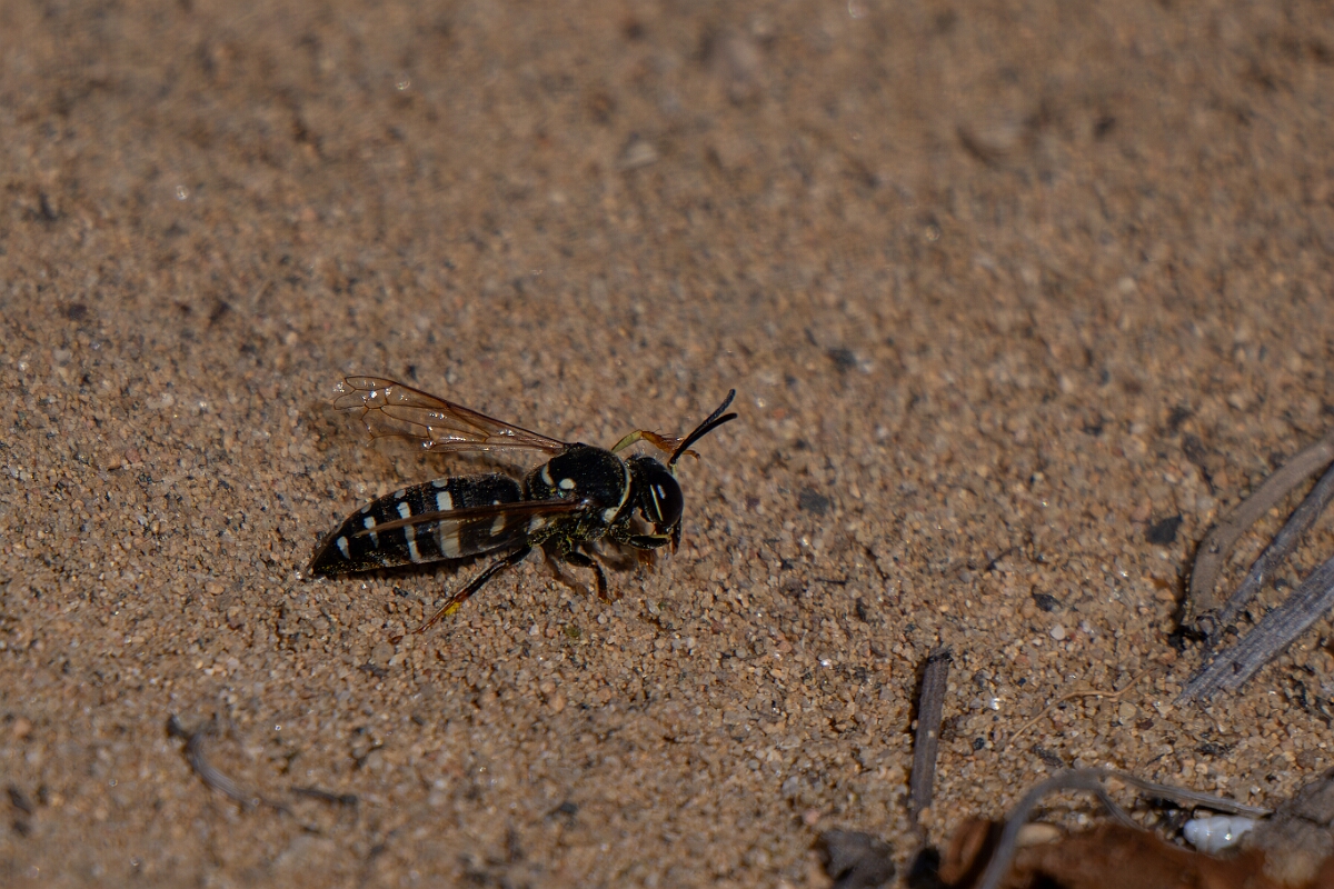 David Plant Photography - Wildlife Photography - Bicyrtes ventralis - B.jpg - Bicyrtes ventralis - Burnt Land Provincial Park, Ontario