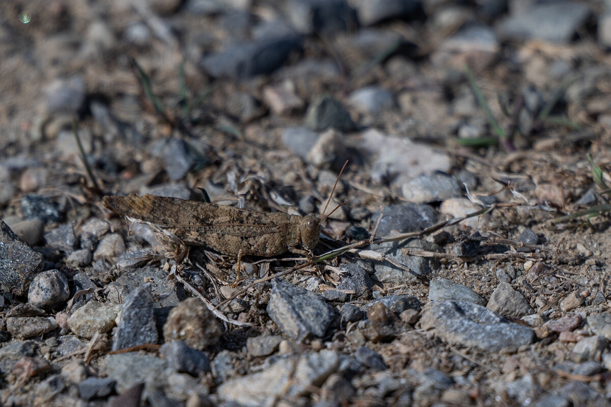 David Plant Photography - Wildlife Photography - Carolina grasshopper, Dissosteira carolina - C.jpg - Carolina grasshopper, Dissosteira carolina - Burnt Land Provincial Park, Ontario