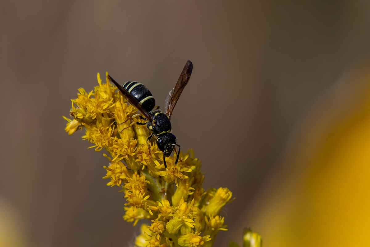 David Plant Photography - Wildlife Photography - Catskill potter wasp, Ancistrocerus catskill - C.jpg - Catskill potter wasp, Ancistrocerus catskill - Burnt Land Provincial Park, Ontario