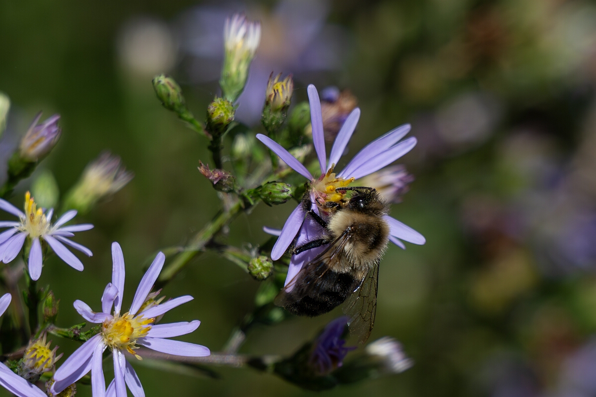 David Plant Photography - Wildlife Photography - Common Eastern Bumble Bee Bombus impatiens - A.jpg - Common Eastern Bumble Bee Bombus impatiens - Long Island, Rideau River, Ontario