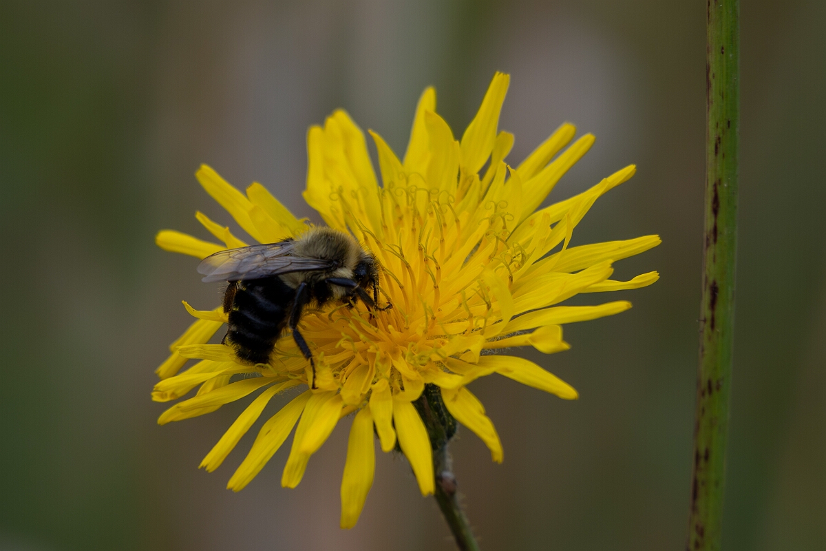 David Plant Photography - Wildlife Photography - Common Eastern Bumble Bee Bombus impatiens - C.jpg - Common Eastern Bumble Bee Bombus impatiens - Old Almonte Road, Manion Corners, Ontario